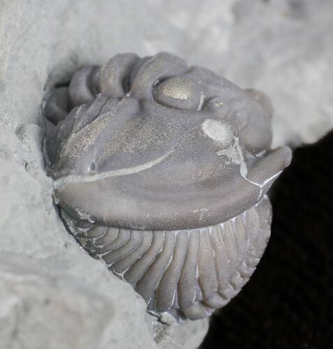 Wide, Enrolled Flexicalymene Trilobite - Ohio #61033